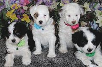 MINIATURE AUSTRALIAN SHEPHERD CROSSED WITH MINIATURE POODLE 