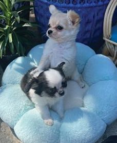LONG HAIRED CHIHUAHUA PUPPIES