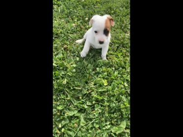 JACK RUSSELL PUPPIES