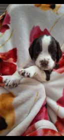 ENGLISH SPRINGER SPANIEL PUPPIES