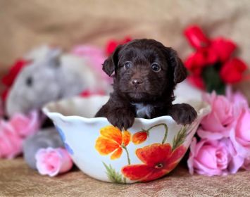 AUSTRALIAN YORKIEPOO PUPPIES