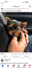 TEACUP YORKIE