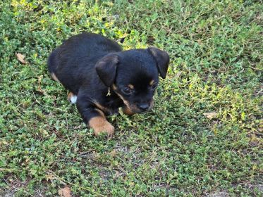 CHIHUAHUA, PUG, COCKAPOO & MORE MIX PUPPIES