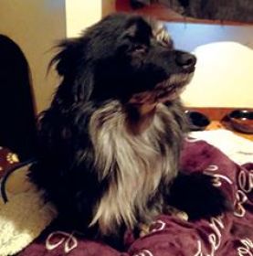 2 MALE BLUE MERLE PUREBRED POMERANIAN PUPPIES 