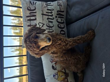 AKC STANDARD POODLES 