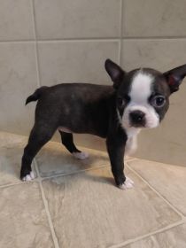 BOSTON TERRIER PUPPIES