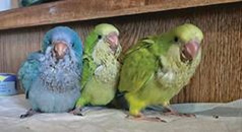 HANDFED QUAKER PARROT BABIES