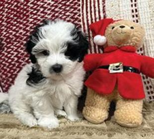 COTON DE TULEAR, TWO LEFT!