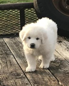 GREAT PYRENEES PUPPIES!