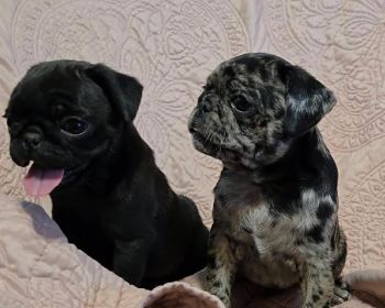 PUG PUPPIES