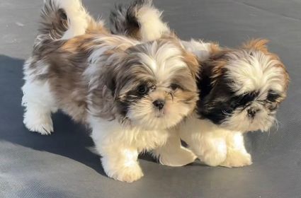 SHIH TZU PUPPIES 