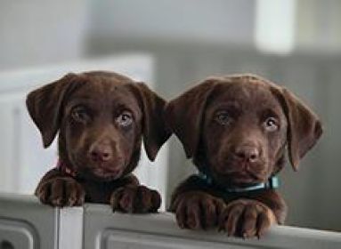 AKC LABRADOR RETRIEVERS