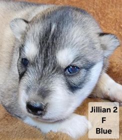 PUREBRED HUSKY PUPPIES READY AUGUST 25.