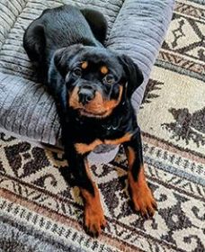 PUREBRED ROTTWEILER PUPPY
