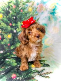 MAZIEPOOS: COCKAPOO/ YORKIEPOO MIX PUPPIES