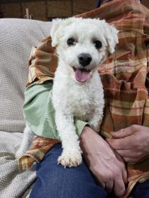 AKC BICHON FIRSE PUPPIES 