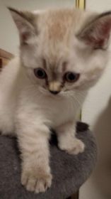 SCOTTISH FOLD KITTENS