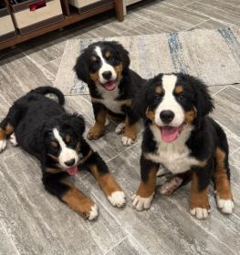AKC BERNESE MOUNTAIN DOG PUPPIES