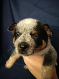 PUREBRED BLUE HEELERS