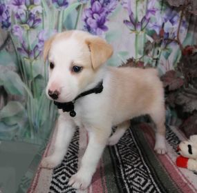 HOME RAISED PUREBRED BORDER COLLIE PUPPIES