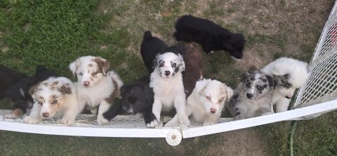 PUREBRED AUSSIE PUPPIES