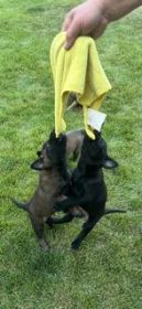 PUREBRED BELGIAN MALINOIS PUPPIES