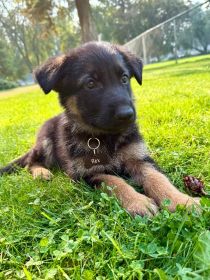 PUPPIES LOOKING FOR NEW HOMES