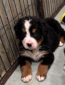 AKC BERNESE MOUNTAIN DOG PUPPIES