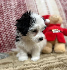 COTON DE TULEAR, TWO LEFT!