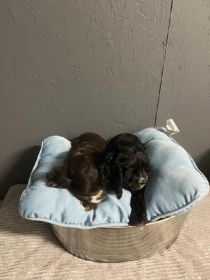 AMERICAN COCKER SPANIEL PUPPIES