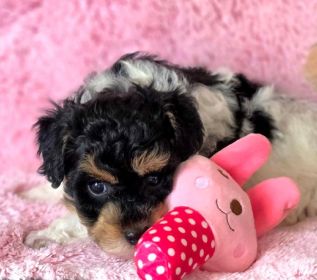 AKC MINIATURE POODLE PUPPIES