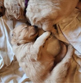 AKC REG. GOLDEN RETRIEVER PUPPIES