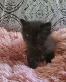 RAGDOLL CROSS KITTENS