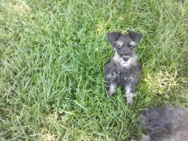 AKC REG. MINI SCHNAUZER MALE PUPPY