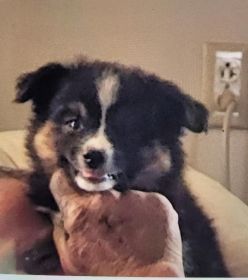 MINI AUSSIE
