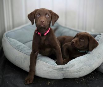 AKC LABRADOR RETRIEVERS