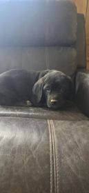 CANE CORSO/ BLUETICK CROSS $650