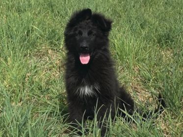 EUROPEAN AKC GERMAN SHEPHERD PUPPIES
