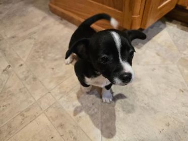 SWEET CHIHUAHUA MIX