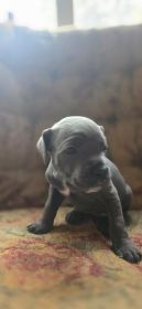 AKC CANE CORSO PUPPIES