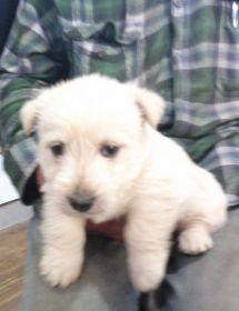 AKC SCOTTISH TERRIER PUPPIES