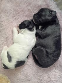 YORKIE/ POMCHI CROSS