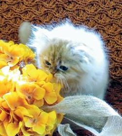 BEAUTIFUL PERSIAN KITTENS