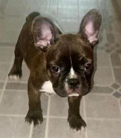 FRENCHTONS: 3/4 FRENCH BULLDOG, 1/4 BOSTON TERRIER