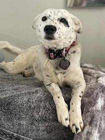 FEMALE CATTLE DOG, READY TO WORK!