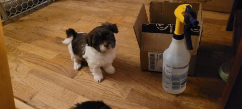 MALSHIPOO PUPPIES 