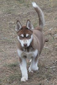 TWO BEAUTIFUL BLUE EYED SIBERIAN HUSKY FEMALE PUPPIES