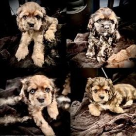 ADORABLE, PLAYFUL & LOVING COCKER SPANIEL PUPPIES