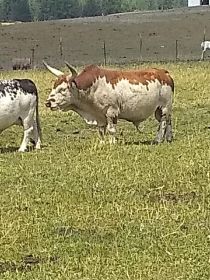 MINIATURE RODEO BULLS