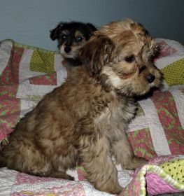 CAIRN TERRIER YORKIE PUPPIES